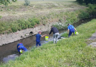 To pierwsze ryby w Szczawniku od co najmniej dwóch stuleci [ZDJĘCIA] - 7