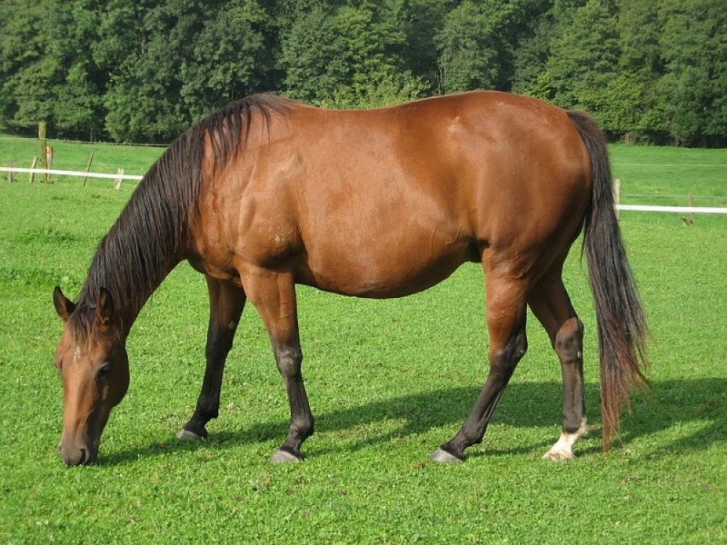 Dębrznik: Koń kopnął dziecko - zdjęcie ilustracyjne WIkipedia/evelynbelgium