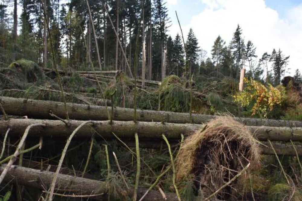 Świeradów: Leśnicy wycinają i usuwają drzewa powalone przez wichury - Fot: Nadleśnictwo Świeradów