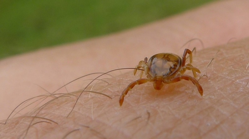ROR: Mały pajęczak, duży problem (POSŁUCHAJ)  - fot. Flickr/John Tann