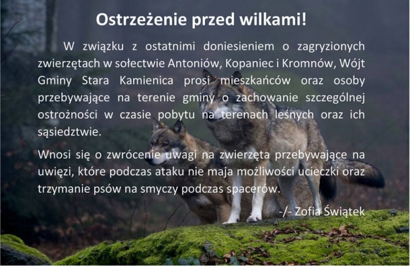 Władze gminy Stara Kamienica ostrzegają przed wilkami - 