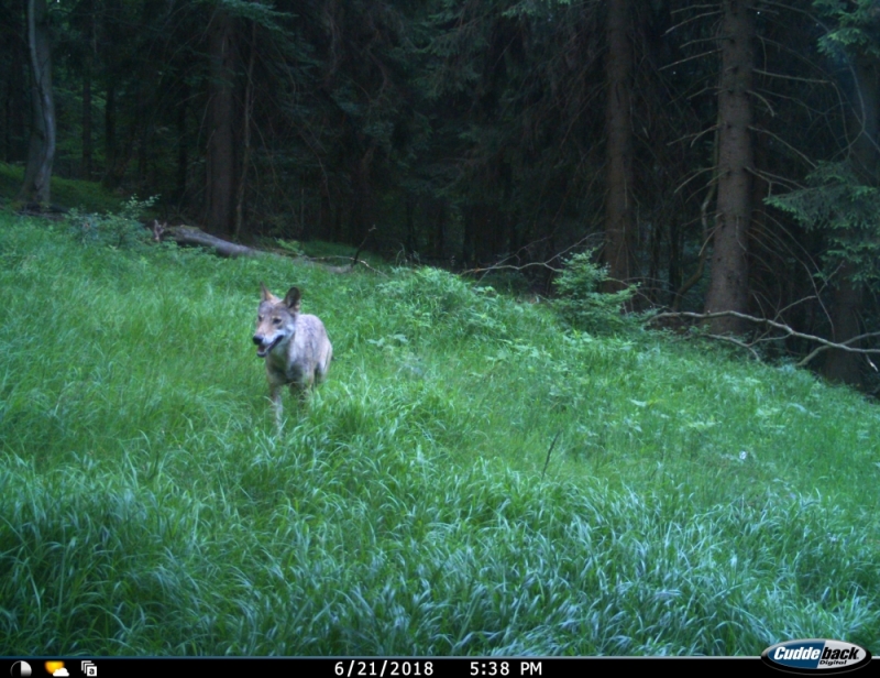 W Karkonoszach fotopułapka zarejestrowała młodego wilka [ZOBACZ] - (fot. KRNAP)