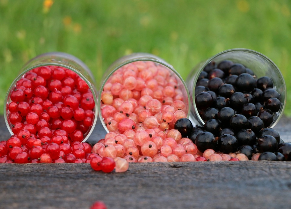 Dostaniesz owoce za darmo, ale musisz sam je zebrać - Zdjęcie ilustracyjne (fot. Pixabay)