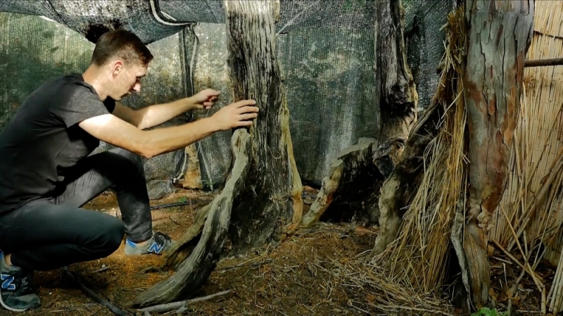 Ma 1300 lat, wykańczają go upały. Na pomoc najstarszemu drzewu w Polsce ruszyli ludzie - zdjęcia: Gabriela Stefanowicz