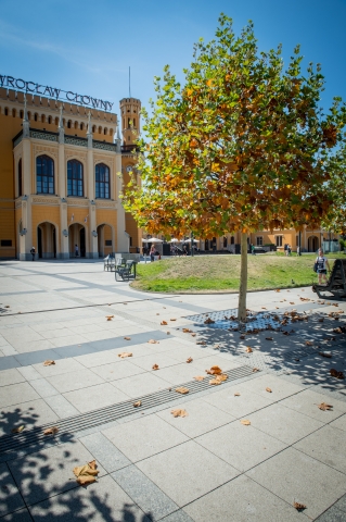 Nikt nie podlewa drzew wokół dworca głównego we Wrocławiu? [ZDJĘCIA] - 5