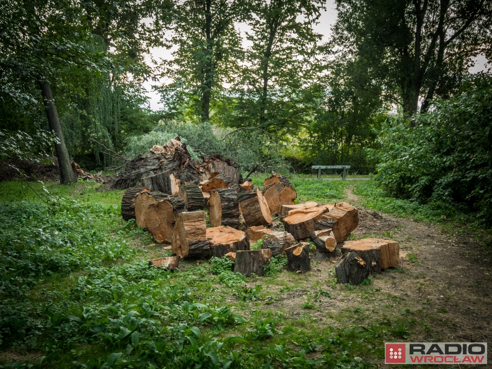 Runęła stara wierzba. Wrocławski magistrat skontroluje wszystkie drzewa przy parkowych alejkach