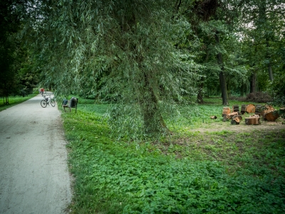 Runęła stara wierzba. Wrocławski magistrat skontroluje wszystkie drzewa przy parkowych alejkach - 1