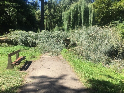 Runęła stara wierzba. Wrocławski magistrat skontroluje wszystkie drzewa przy parkowych alejkach - 8