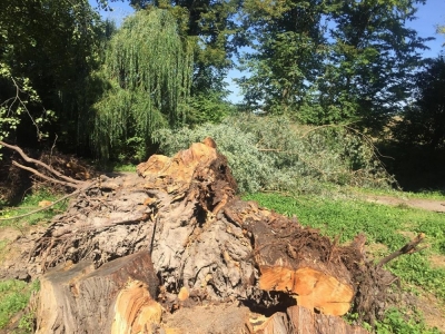 Runęła stara wierzba. Wrocławski magistrat skontroluje wszystkie drzewa przy parkowych alejkach