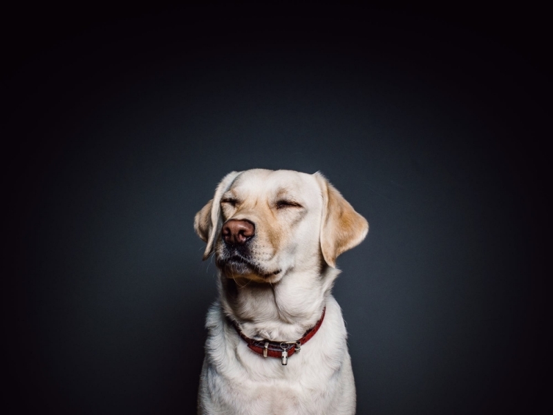 Internauci poruszeni losem niewidomego i jego psa. Przekazali ponad 30 tys. zł - zdjęcie ilustracyjne; fot. pexels