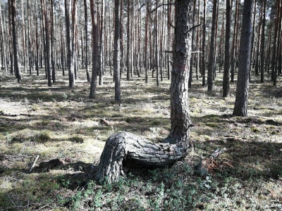 "Bajkowo powyginane sosny". To jedyny taki las na Dolnym Śląsku [WIDEO, ZDJĘCIA] - 0