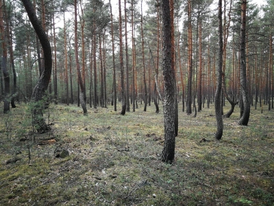 "Bajkowo powyginane sosny". To jedyny taki las na Dolnym Śląsku [WIDEO, ZDJĘCIA] - 10