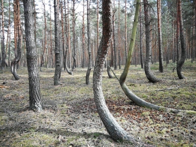 "Bajkowo powyginane sosny". To jedyny taki las na Dolnym Śląsku [WIDEO, ZDJĘCIA] - 8