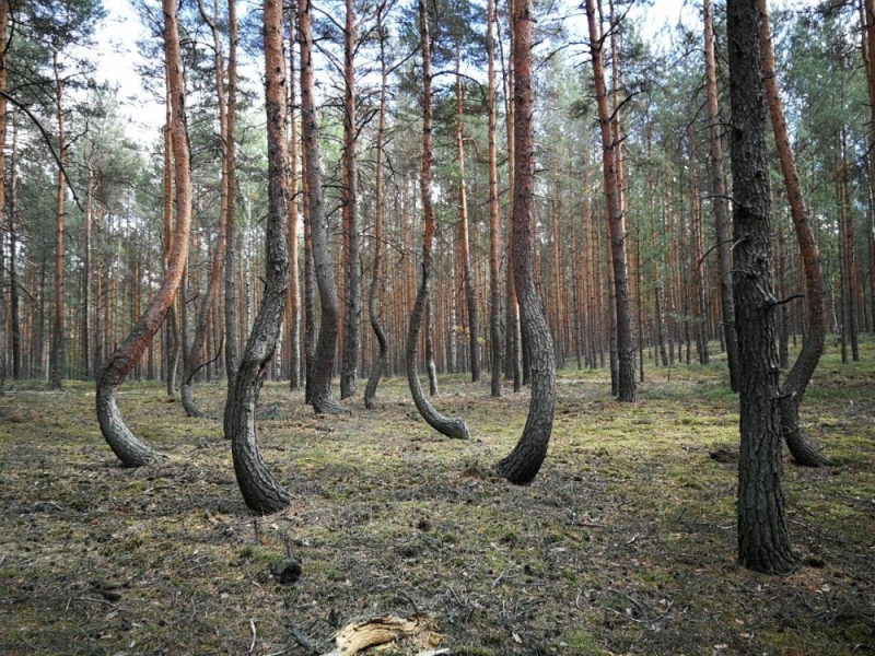 "Bajkowo powyginane sosny". To jedyny taki las na Dolnym Śląsku [WIDEO, ZDJĘCIA] - (fot. Radio Wrocław)