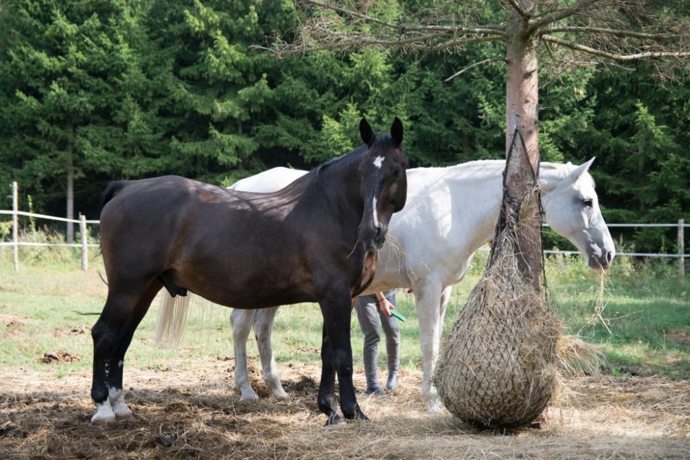 Makulatura, która ratuje konie! - klub Gaja zachęca wrocławskich uczniów do pomocy zwierzętom - Fot: Klub Gaja