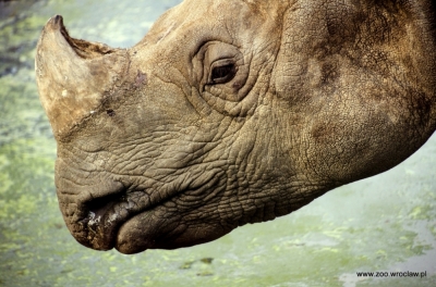 Do wrocławskiego ZOO przyjedzie samica nosorożca