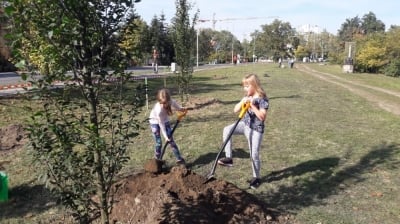 Wrocławianie sadzą drzewa dla swoich dzieci