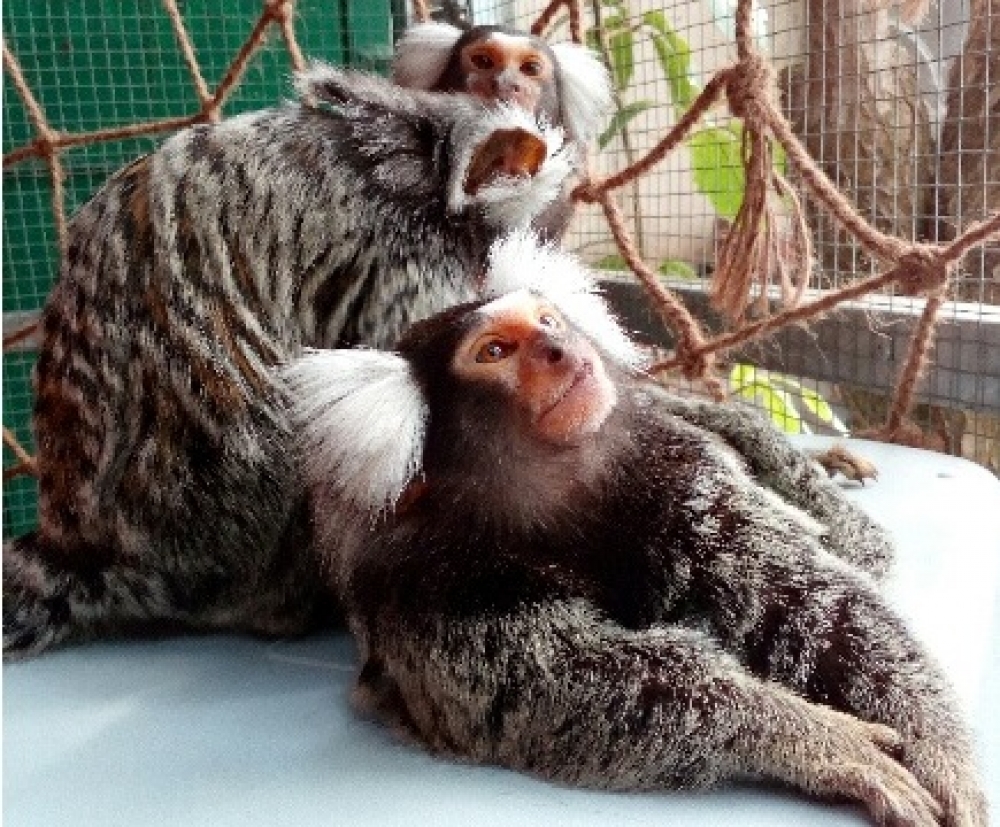 Legnica: Palmiarnia ma nowe małpki [ZOBACZ] - fot. Marta Moszyńska