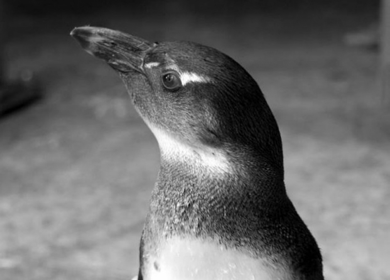 Najpopularniejszy wrocławski pingwin zabity przez jenota - fot. zoo.wroclaw.pl