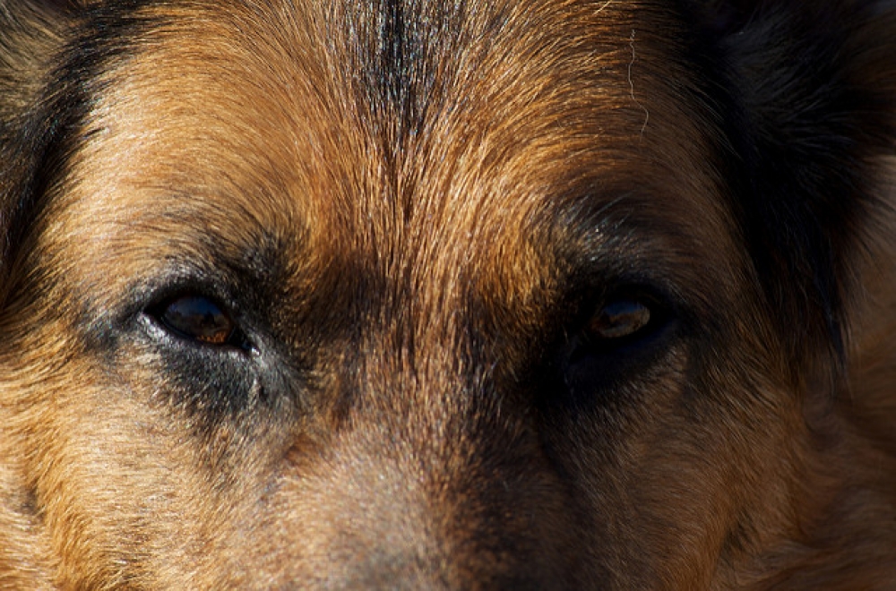 Ksiądz bez serca? Trwa walka o życie psa, którego zaniedbał proboszcz - zdjęcie ilustracyjne: home-ion/flickr.com (Creative Commons)