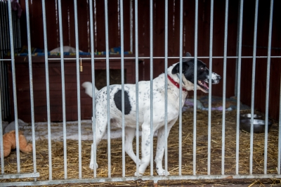 Odwiedziliśmy Przytulisko Towarzystwa Opieki nad Zwierzętami w Jaworze [ZDJĘCIA] - 2