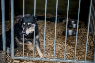 Odwiedziliśmy Przytulisko Towarzystwa Opieki nad Zwierzętami w Jaworze [ZDJĘCIA] - 3