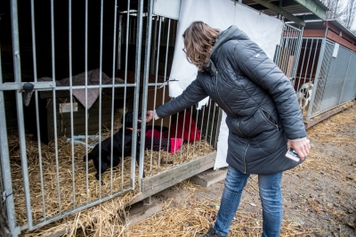 Odwiedziliśmy Przytulisko Towarzystwa Opieki nad Zwierzętami w Jaworze [ZDJĘCIA] - 4