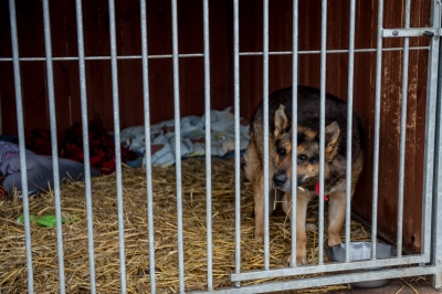Odwiedziliśmy Przytulisko Towarzystwa Opieki nad Zwierzętami w Jaworze [ZDJĘCIA] - 5