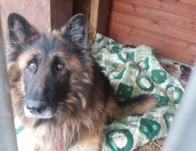 Pies odebrany księdzu, po operacji wrócił z kliniki do schroniska - fot: Oleśnickie Bidy