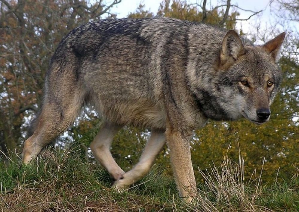 W rejonie Gór Wałbrzyskich pojawiły się wilki - fot. Retron/Wikipedia/CC BY 3.0