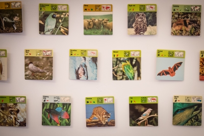 Galeria BWA SIC! zaprasza na "Gatunki Inwazyjne" - 5
