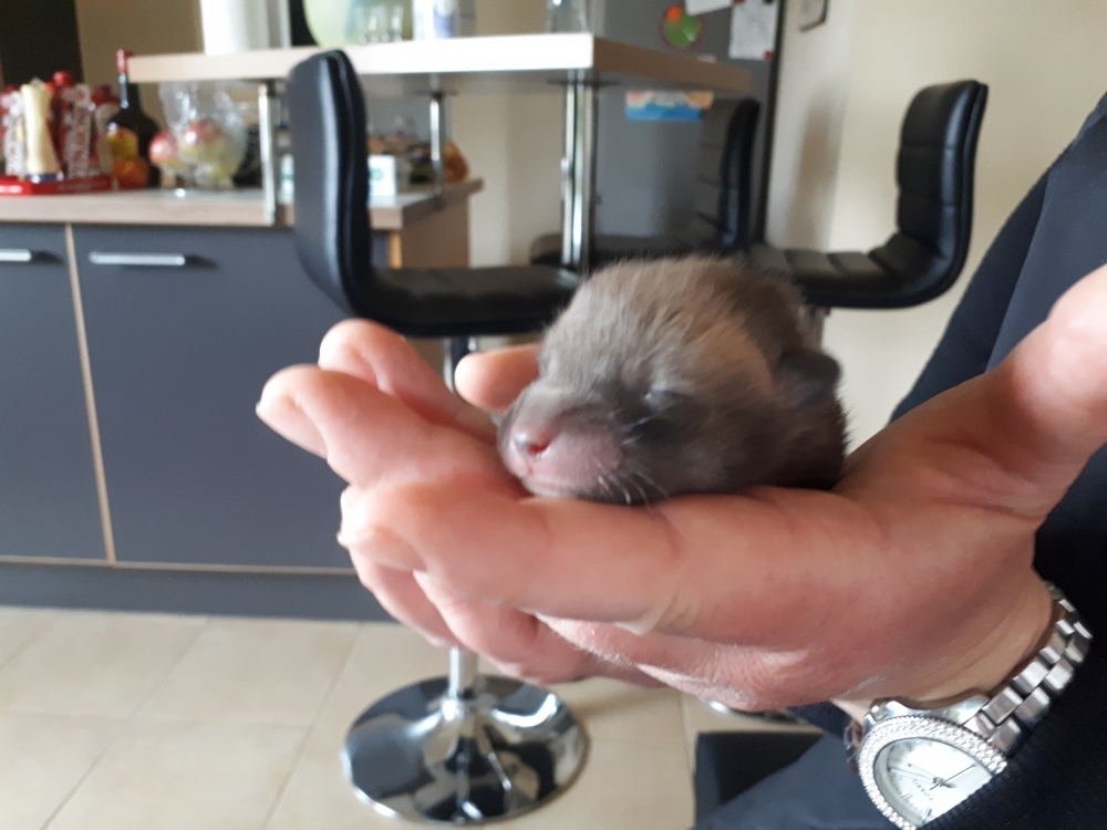 Pies uratował szczeniaka. Gdy malec podrósł... okazał się lisem [FOTO] - fot. Karolina Kurczab