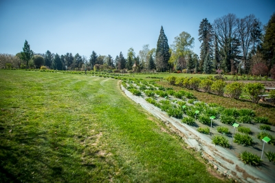 Pięknie jak w Arboretum. Genialne widoki z Arboretum UWr w Wojsławicach [ZDJĘCIA] - 9