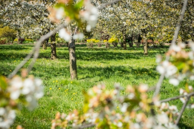 Pięknie jak w Arboretum. Genialne widoki z Arboretum UWr w Wojsławicach [ZDJĘCIA] - 1