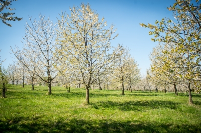 Pięknie jak w Arboretum. Genialne widoki z Arboretum UWr w Wojsławicach [ZDJĘCIA] - 2