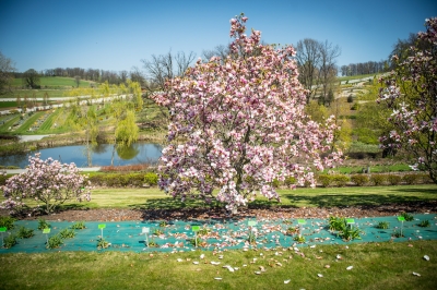 Pięknie jak w Arboretum. Genialne widoki z Arboretum UWr w Wojsławicach [ZDJĘCIA] - 7