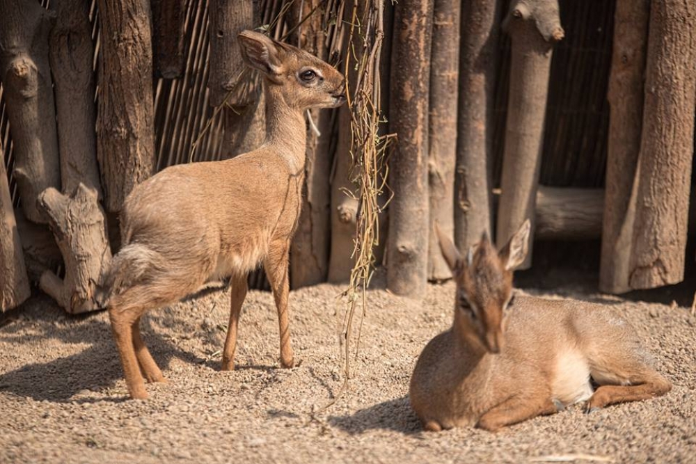 Wiosna w pełni. We wrocławskim zoo urodziło się 50 zwierząt [GALERIA]
