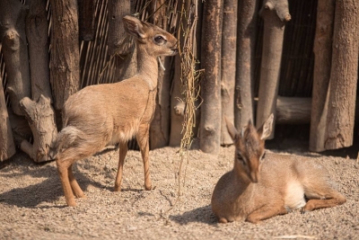 Wiosna w pełni. We wrocławskim zoo urodziło się 50 zwierząt [GALERIA] - 0