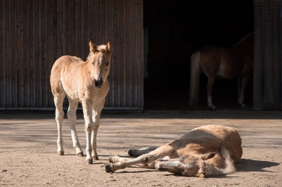 Wiosna w pełni. We wrocławskim zoo urodziło się 50 zwierząt [GALERIA] - 1