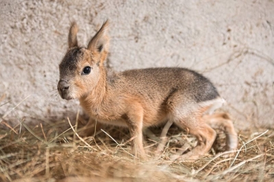 Wiosna w pełni. We wrocławskim zoo urodziło się 50 zwierząt [GALERIA] - 2