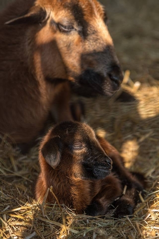 Wiosna w pełni. We wrocławskim zoo urodziło się 50 zwierząt [GALERIA] - 3
