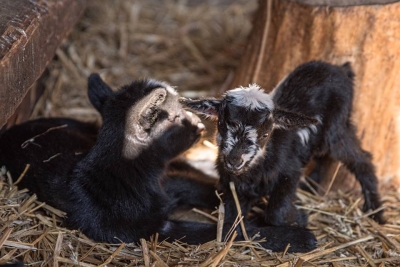 Wiosna w pełni. We wrocławskim zoo urodziło się 50 zwierząt [GALERIA] - 5