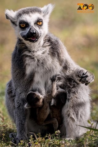 Wiosna w pełni. We wrocławskim zoo urodziło się 50 zwierząt [GALERIA] - 6
