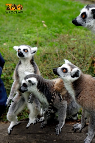Wiosna w pełni. We wrocławskim zoo urodziło się 50 zwierząt [GALERIA] - 7