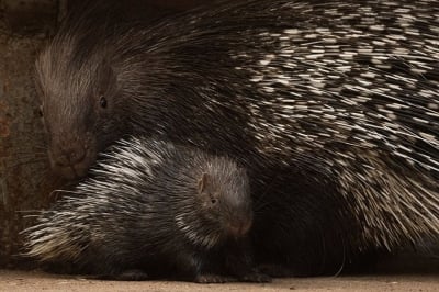 Wiosna w pełni. We wrocławskim zoo urodziło się 50 zwierząt [GALERIA]