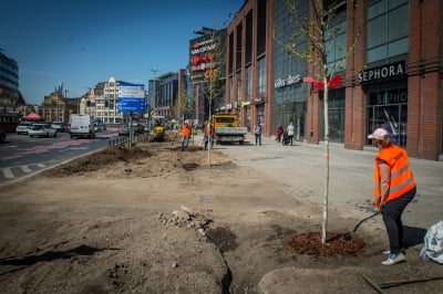 Wrocław: Posadzono drzewa przy Oławskiej tuż obok galerii handlowej [FOTO] - 9