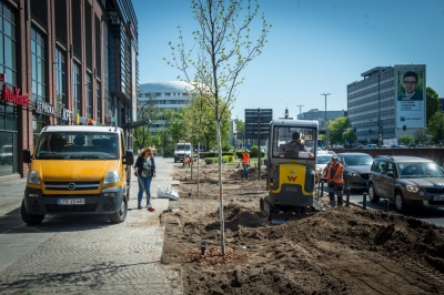 Wrocław: Posadzono drzewa przy Oławskiej tuż obok galerii handlowej [FOTO]
