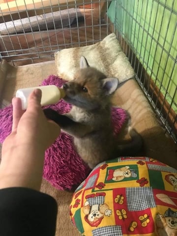 Wyłowiony z wody, przypominał psa, ale okazał się... lisem. Poznajcie Farcika [FOTO] - 2