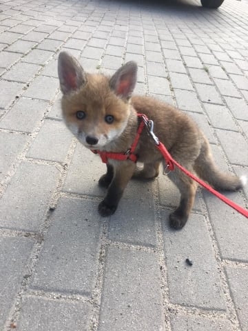 Wyłowiony z wody, przypominał psa, ale okazał się... lisem. Poznajcie Farcika [FOTO] - 3