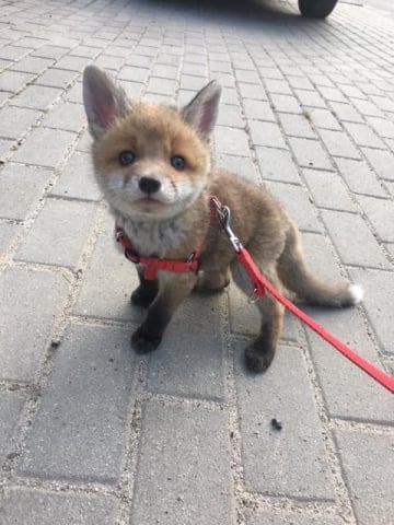 Wyłowiony z wody, przypominał psa, ale okazał się... lisem. Poznajcie Farcika [FOTO] - 4